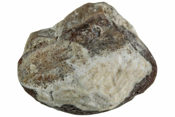 Fossil Crusher Shark (Ptychodus) Tooth - Kansas #218666